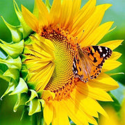 Diamond Painting - Zonnebloem